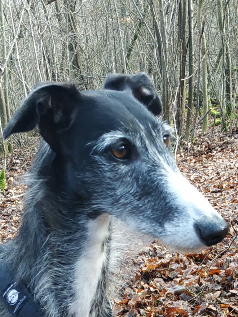 Galgo Español - The Breed Archive