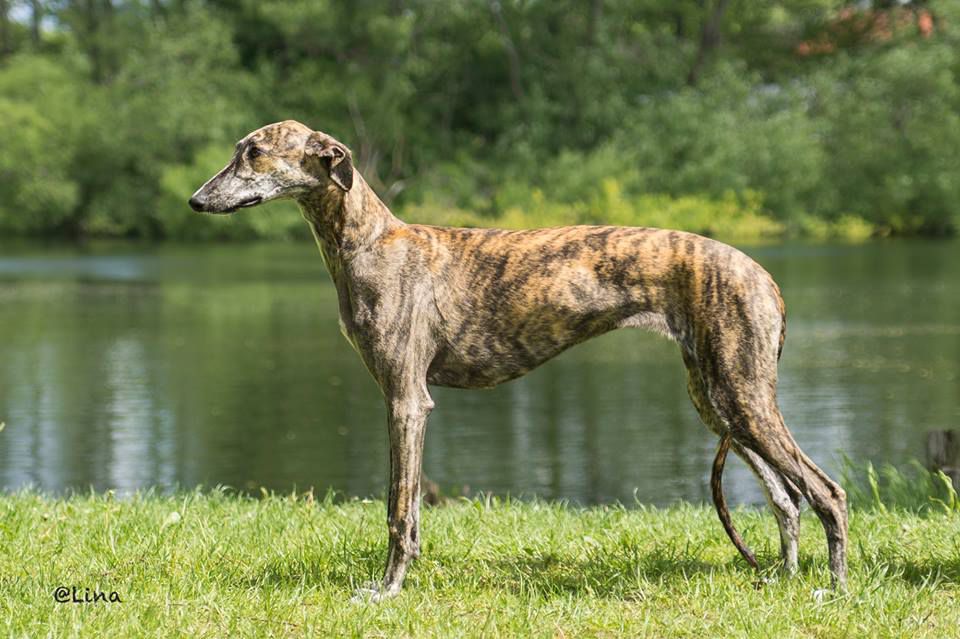 what health problems do galgo espanol have