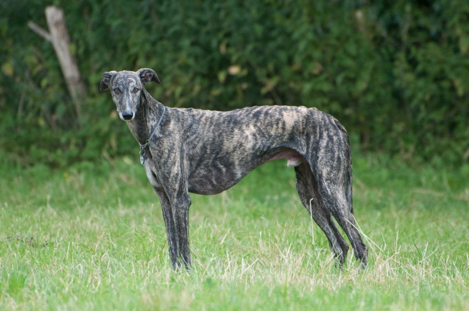 Galgo Español - The Breed Archive