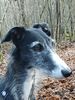Profile picture of the animal