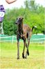 Profile picture of the animal