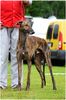 Profile picture of the animal