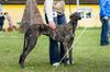 Profile picture of the animal