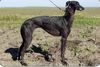 Profile picture of the animal