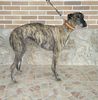 Profile picture of the animal