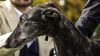 Profile picture of the animal