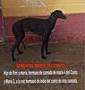 Profile picture of the animal
