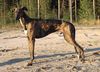 Profile picture of the animal