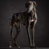Profile picture of the animal