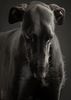 Profile picture of the animal