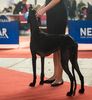 Profile picture of the animal