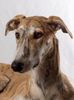 Profile picture of the animal