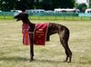 Profile picture of the animal