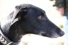 Profile picture of the animal