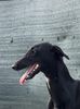 Profile picture of the animal