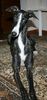 Profile picture of the animal