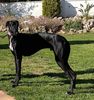 Profile picture of the animal