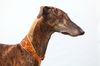 Profile picture of the animal
