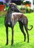 Profile picture of the animal