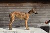 Profile picture of the animal