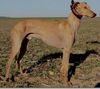 Profile picture of the animal