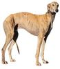 Profile picture of the animal