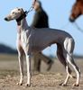 Profile picture of the animal