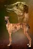 Profile picture of the animal