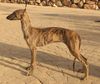 Profile picture of the animal