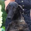 Profile picture of the animal