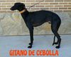 Profile picture of the animal