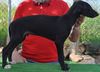 Profile picture of the animal