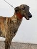 Profile picture of the animal