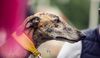 Profile picture of the animal