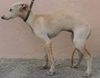 Profile picture of the animal