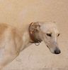 Profile picture of the animal