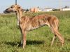 Profile picture of the animal