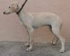 Profile picture of the animal