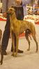 Profile picture of the animal