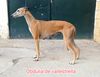 Profile picture of the animal