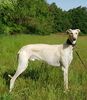 Profile picture of the animal